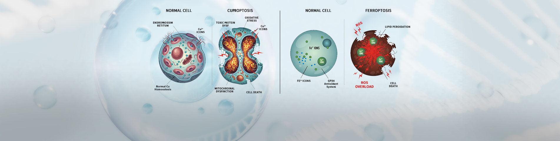 ‘세포 사멸’의 한계를 넘어